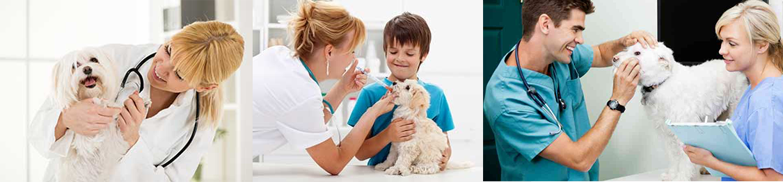 curso de farmacia veterinaria gratis cursos farmaceutica online Farmacia veterinaria